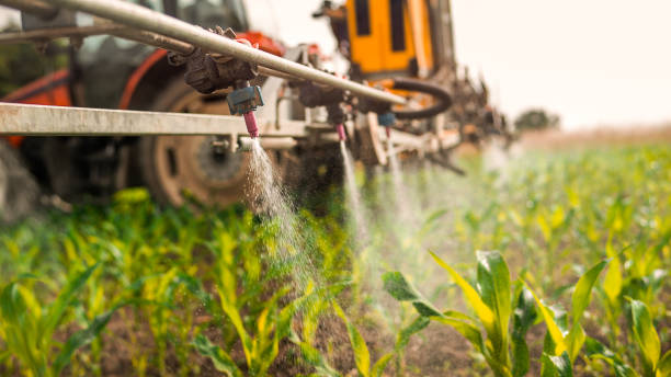 Best Ant Control Services  in Commack, NY